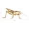 Hello Honey® 5.5" Gold Gilded Garden Grasshopper Décor